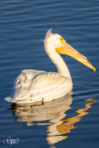 American white pelican 33 optp4f