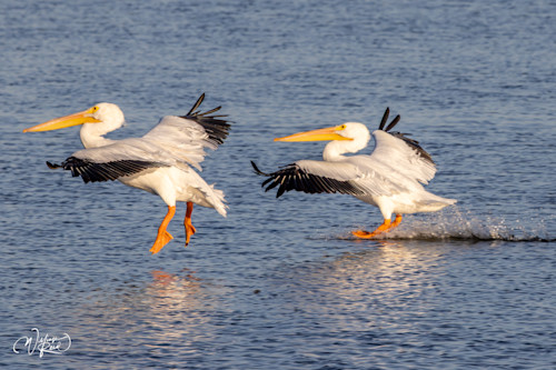 American white pelican 12 pbmjbt