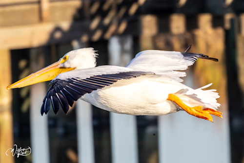 American white pelican 39 j3pdhv