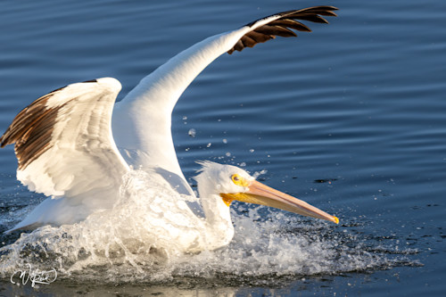 American white pelican 29 nwmwy3