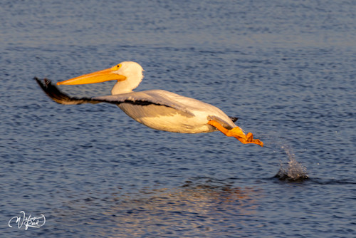 American white pelican 7 wxy6fz