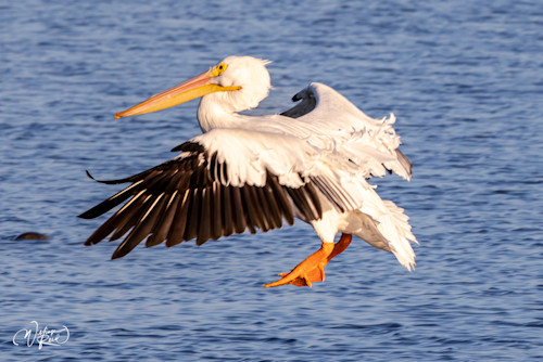 American white pelican 9 zn8pce