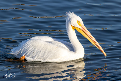American white pelican 41 vmjlho