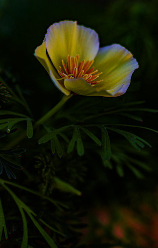 Desert gold 2024 jhe imgc2188 cut07j