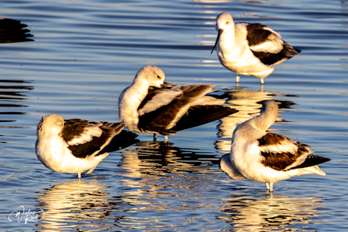 American avocet 11 g4hxh4