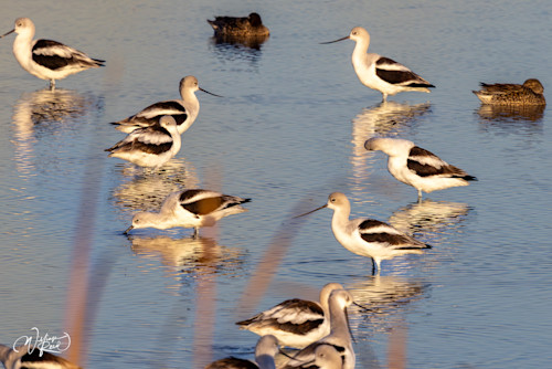 American avocet 5 dtkdep