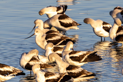 American avocet 10 totwzr