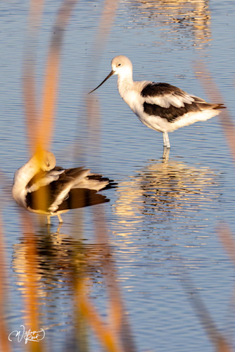 American avocet 4 i7hglb