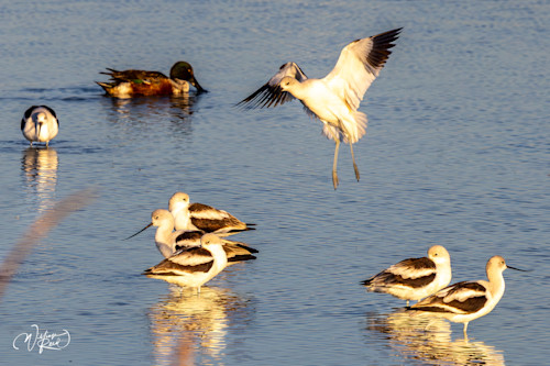 American avocet 6 ozd4is