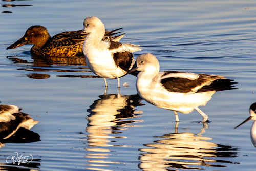 American avocet 13 vziq30