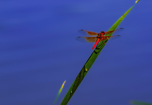 Dragonfly rio salado imgl5809 uwmjho