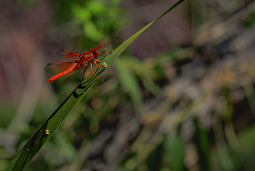 Rio salado dragon fly jhe imgl5830 xvkbv0