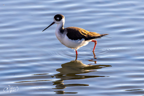 Black necked stilt 19 jxllzi