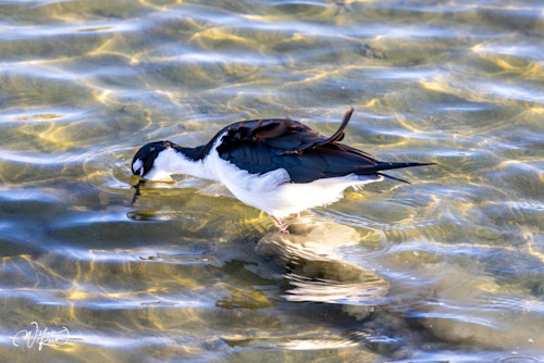 Black necked stilt 13 snuddp