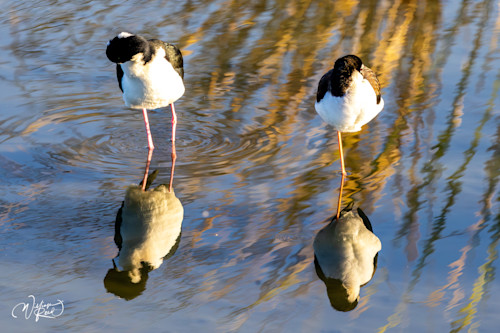 Black necked stilt 20 hcuaiv