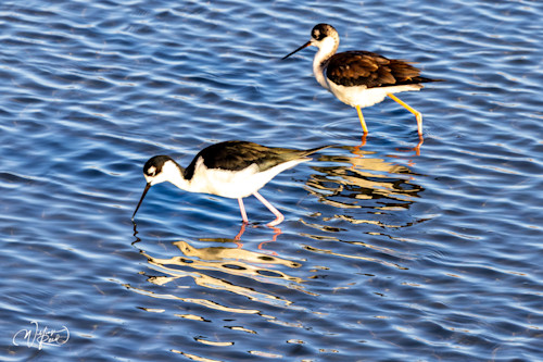 Black necked stilt 12 ocjaej