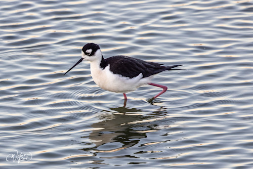 Black necked stilt 1 uyjocv