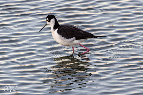 Black necked stilt 3 xyw6pi