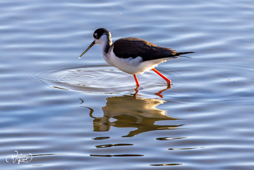 Black necked stilt 18 cth3ru
