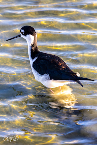 Black necked stilt 15 rpjysi