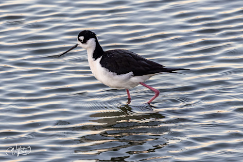 Black necked stilt 5 vecnyv
