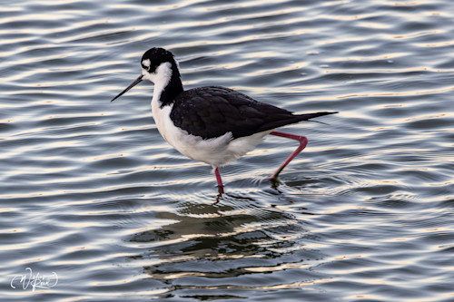 Black necked stilt 4 frzdh2