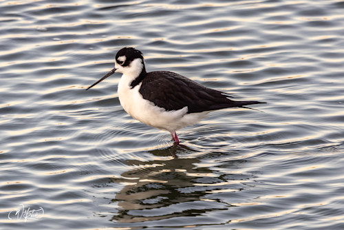 Black necked stilt 2 jqhp5a