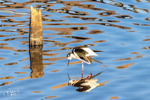 Black necked stilt 27 lqw1ey