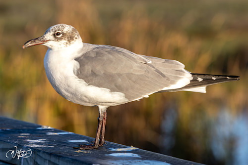 Redo seagulls 10 vvn5qe