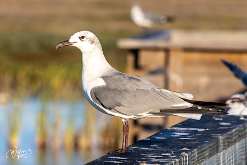 Redo seagulls 4 rd7ska