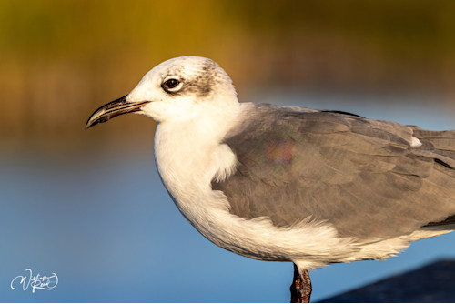 Redo seagulls 8 gyqmnz