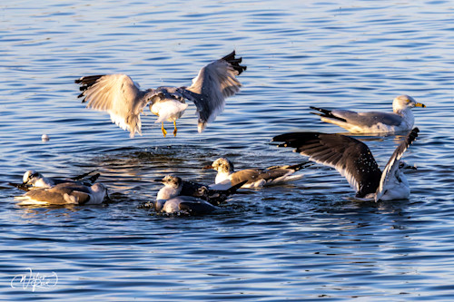 Ducks and shore birds 78 psmhhv