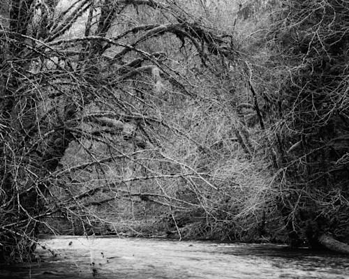 Beneath winter canopy wind river washington 2026 uf05qk