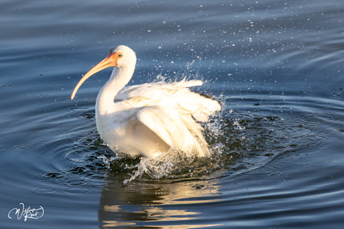 White ibis 36 g1h7b9
