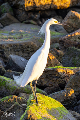 Snowy egret 1 albc5q