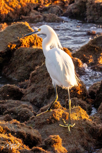 Snowy egret 3 qapyti
