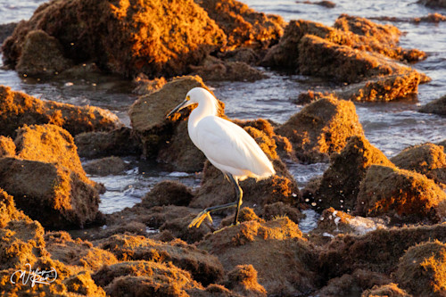 Snowy egret 4 o8jghm