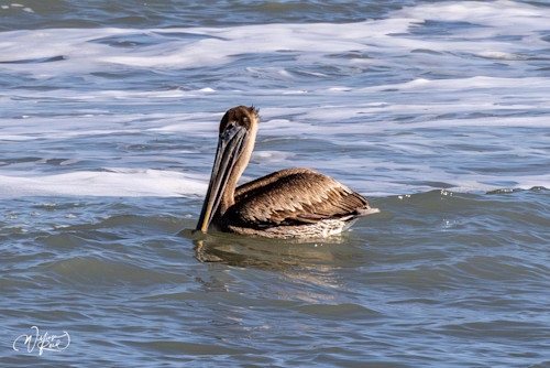 Brown pelican 6 unlepa