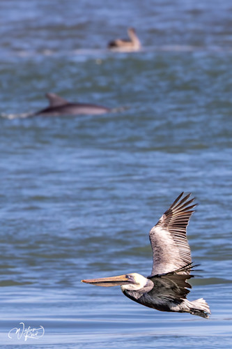 Brown pelican 12 m38aij