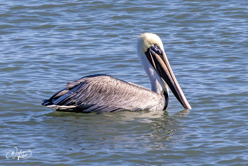 Brown pelican 11 xmghng