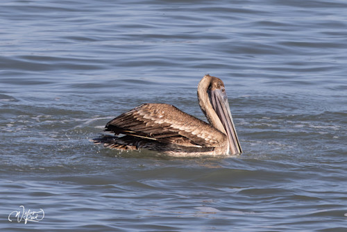 Brown pelican 3 jousqc