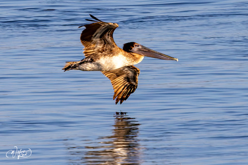 Brown pelican citxsk