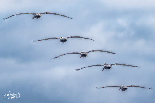 Brown pelican 10 d1skk5