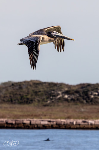 Brown pelican 5 u8mukp