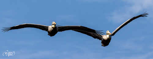 Brown pelican 7 uo2aim