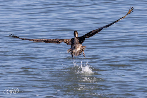 Brown pelican 4 cx1elc