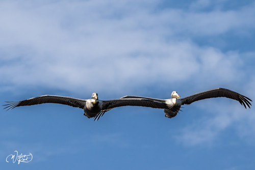 Brown pelican 8 qjwsmn