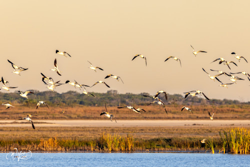 Shore birds 17 tnjr9m