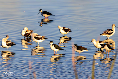 Shore birds 32 aaopxa