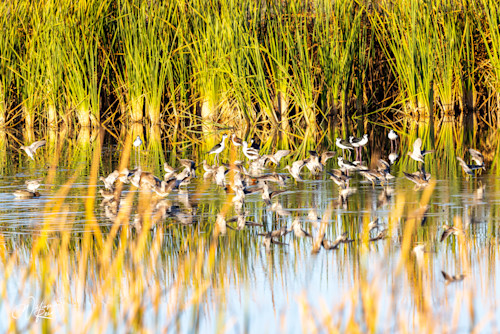 Shore birds 46 bmpszb